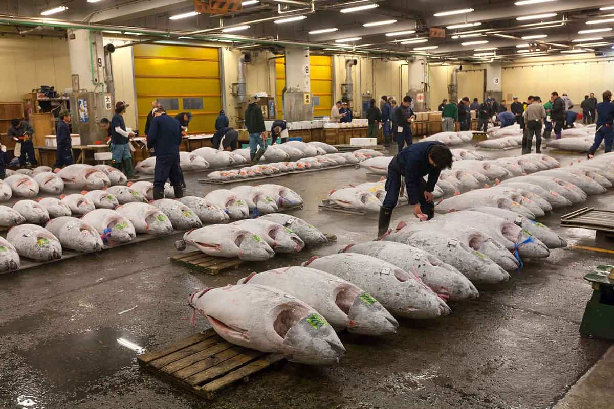 Rows of tuna fish on palettes at fish auction at Tsukiji fish market.