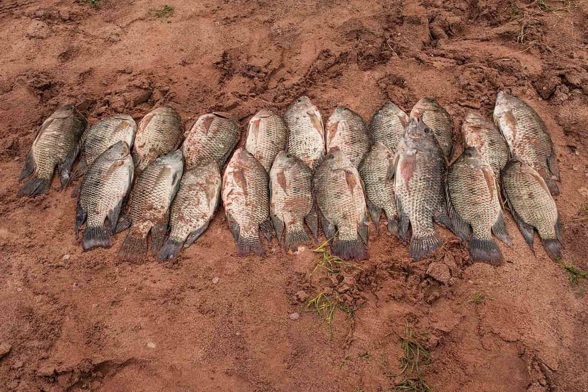 a dozen dead fish lined up on a muddy bank