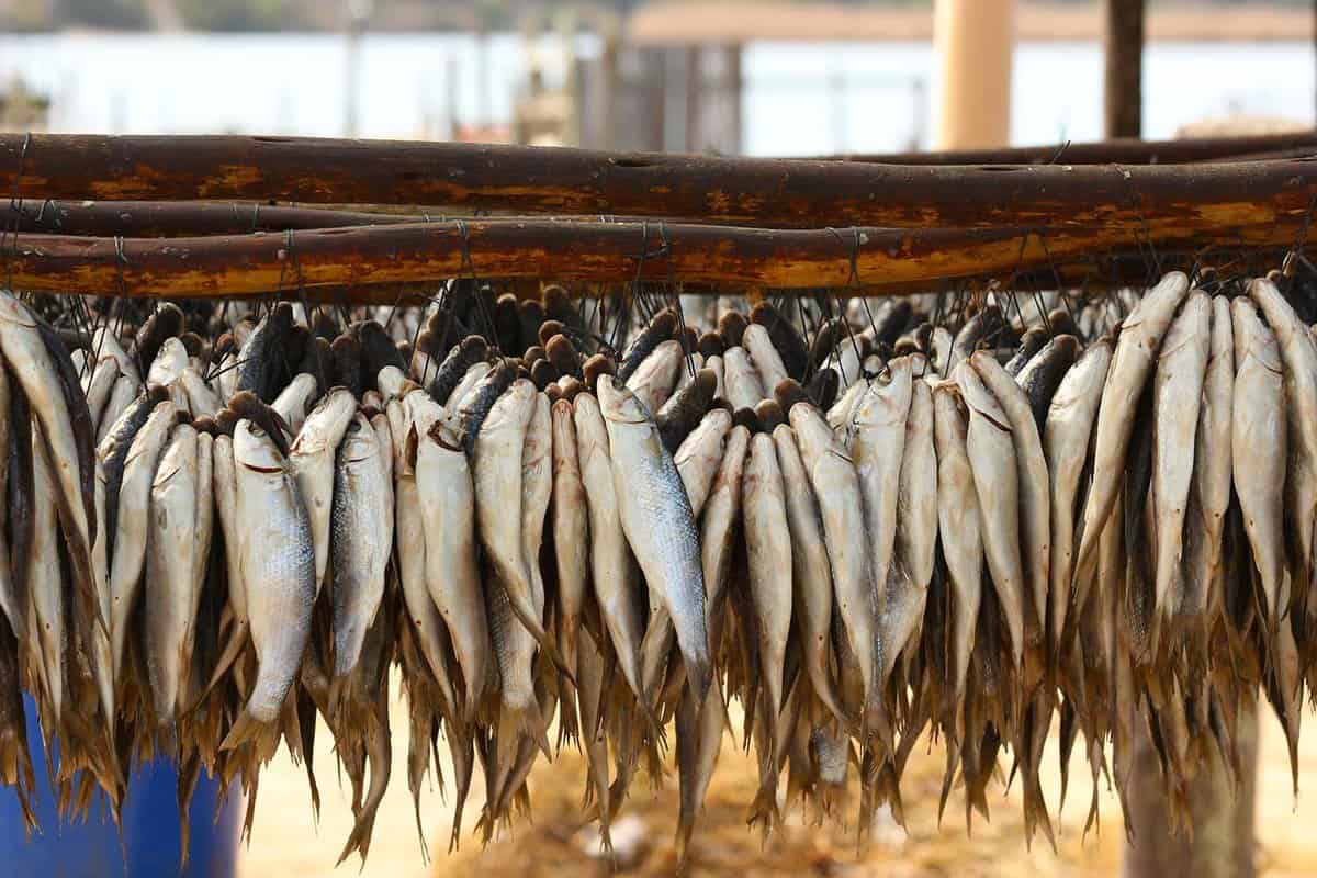 Fish out out to dry on the South African West Coast, locally known as Bokkoms