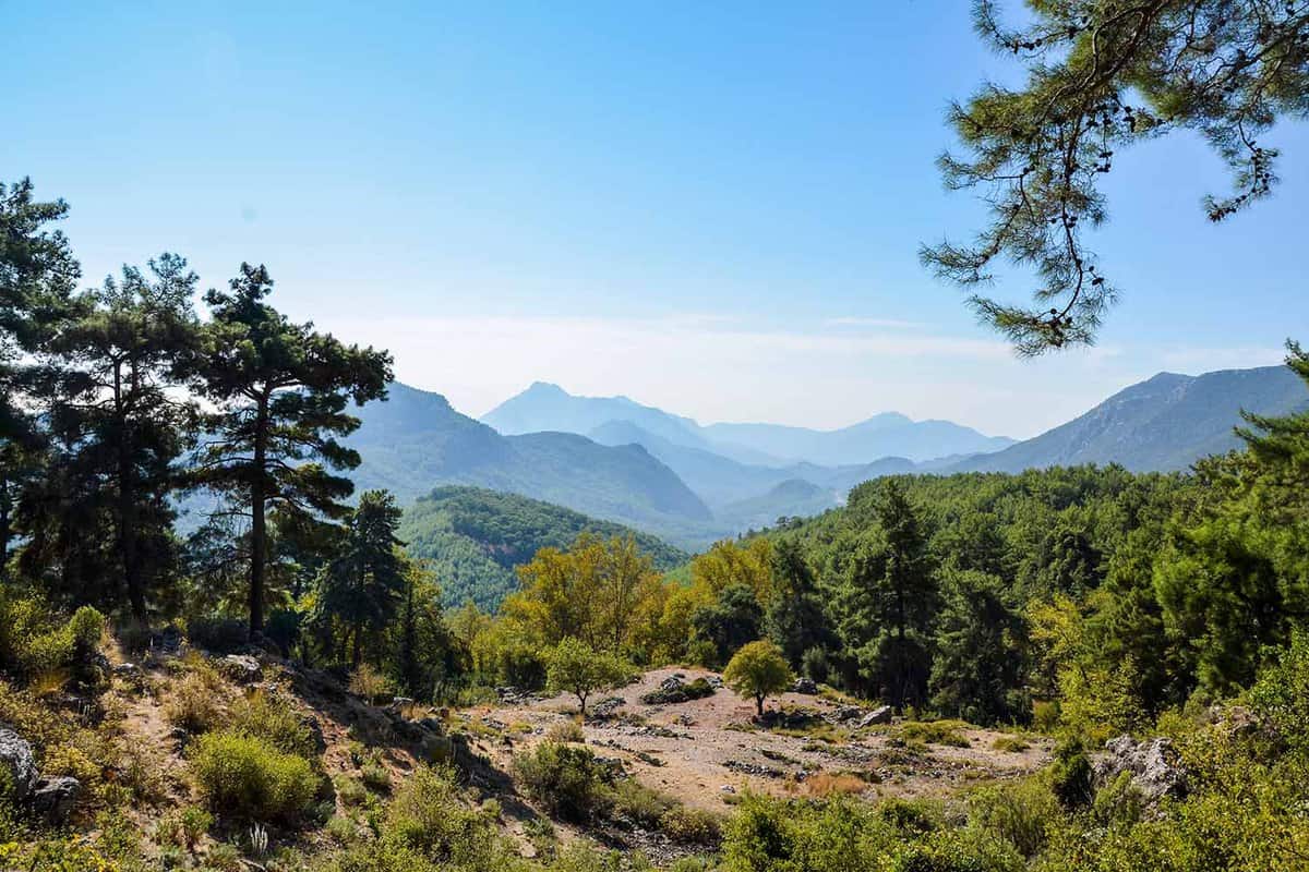 Landscape view of pine trees in the mountains