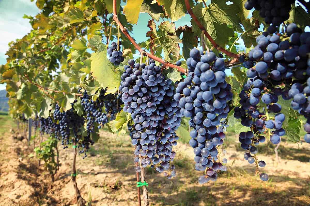 rows of wine grapes in chianti area, tuscany. Italy