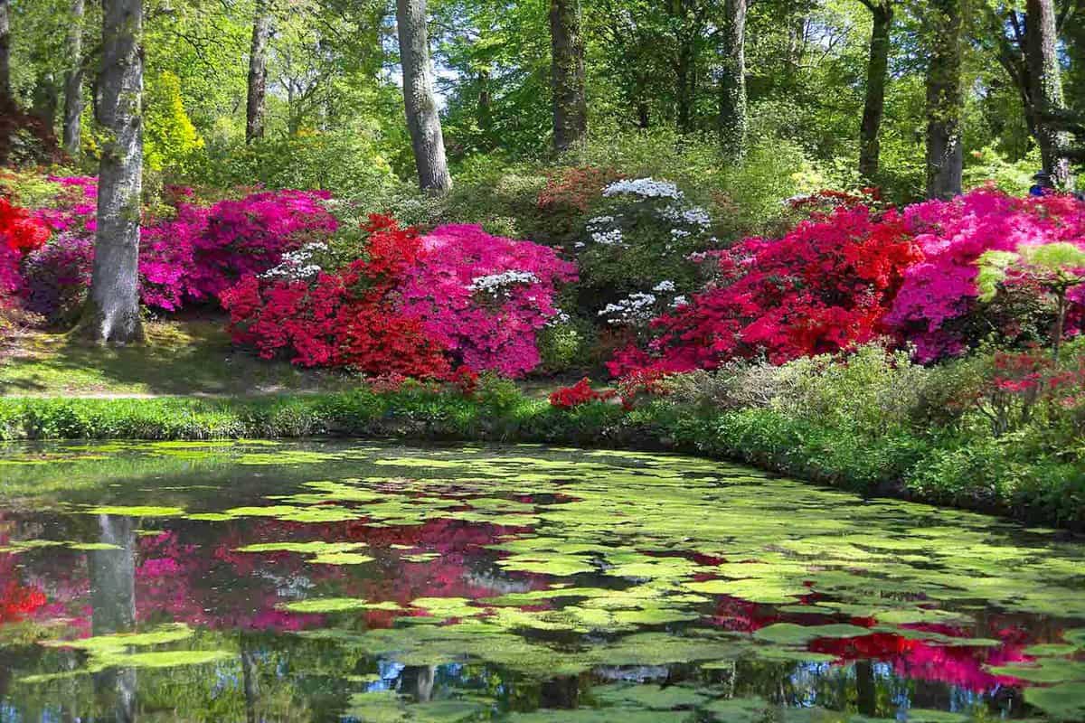 Pond with reflection of Azalea bushes trees in background