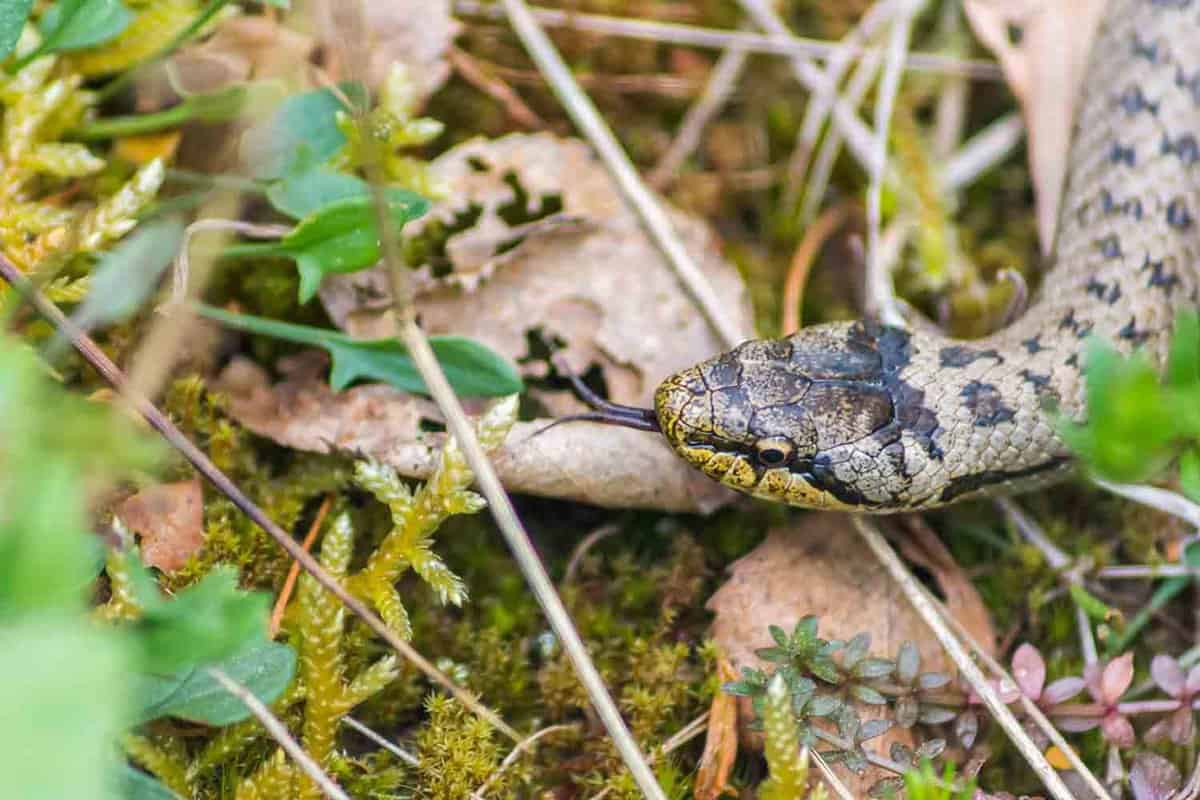 New Forest Reptile Centre
