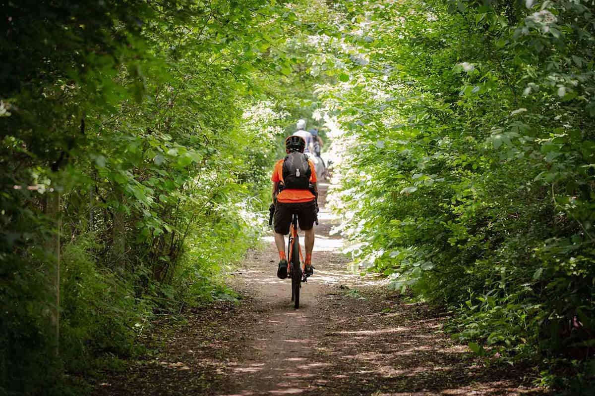 Cycling in the New Forest