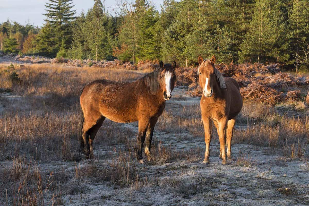 New Forest ponies, on a frosty morning