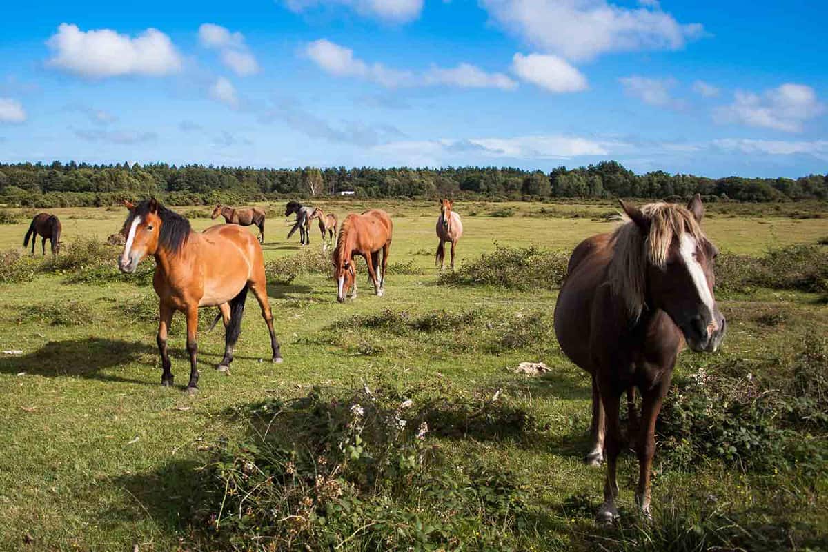 New Forest Ponies on a green field with blue sky and white clouds
