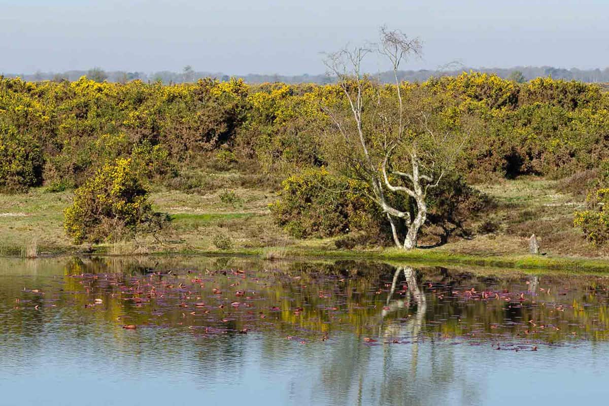 Reflections of the gorse and tree line at Hatchet Pond, New Forest National Park
