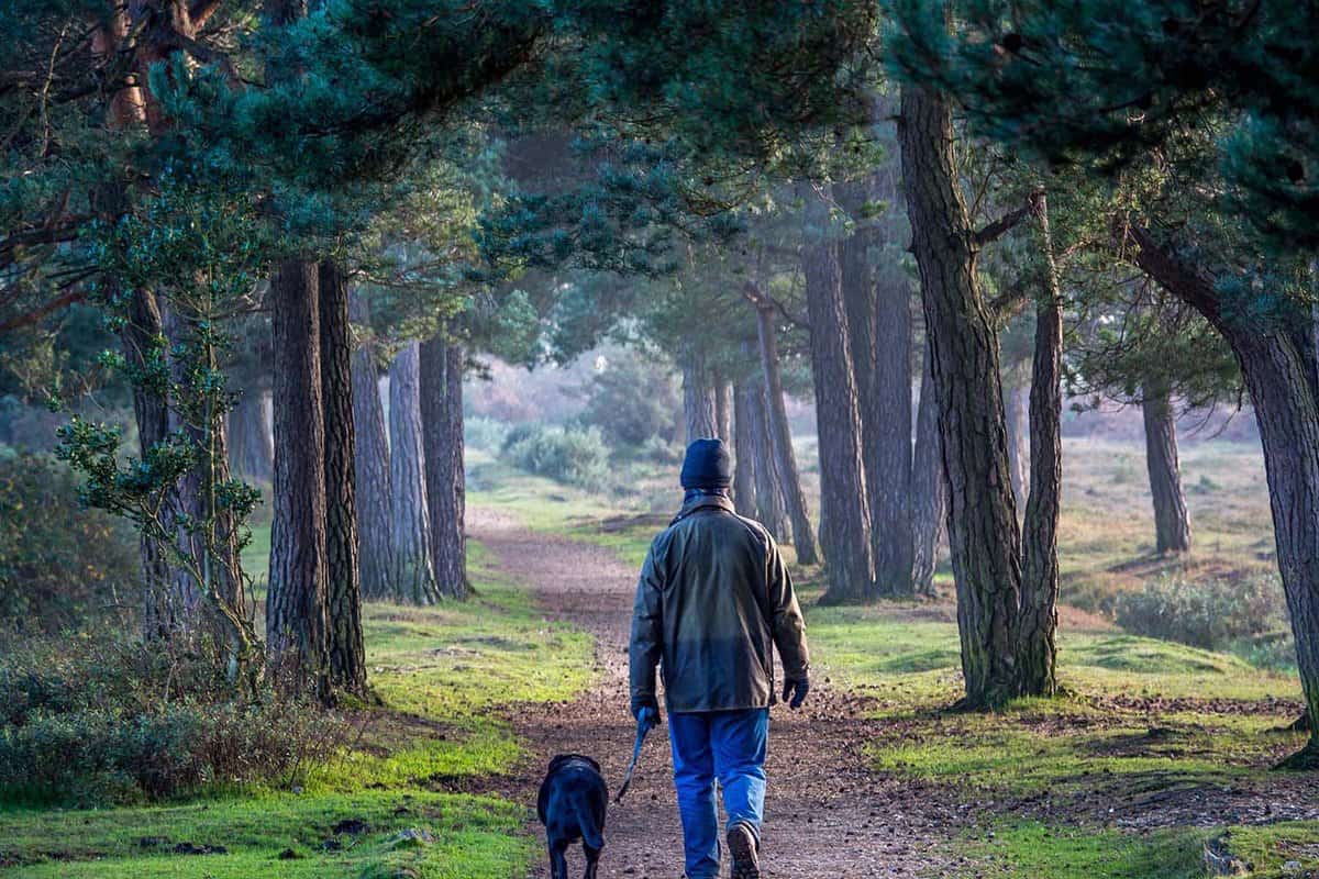 Walking in the New Forest