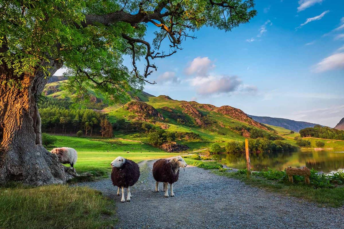 Two sheep on a road in the countryside
