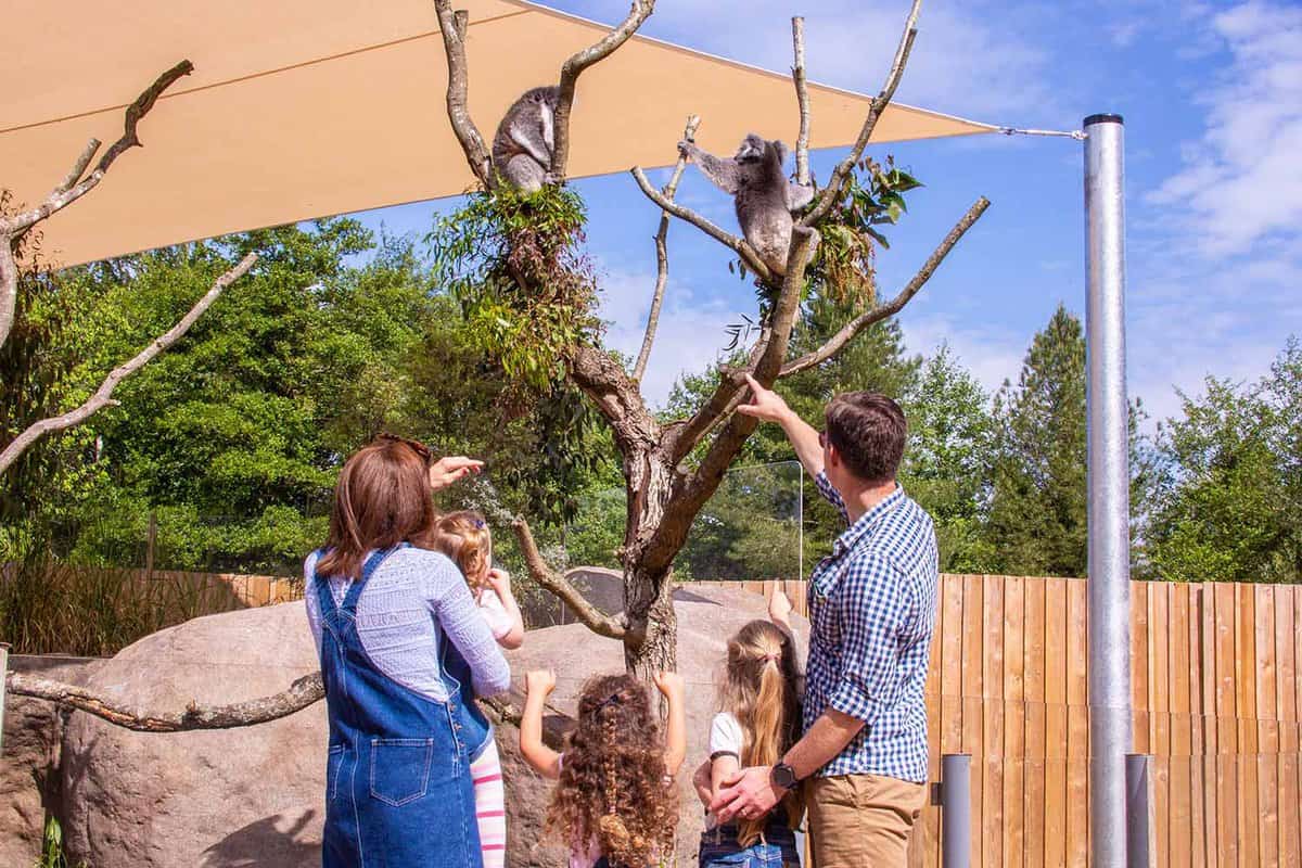 Two koalas on a tree at the Safari with a family looking towards the koalas