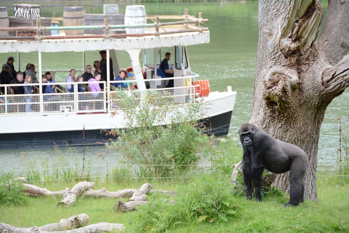 Tourists looking onto a Gorilla at the Safari from the boat