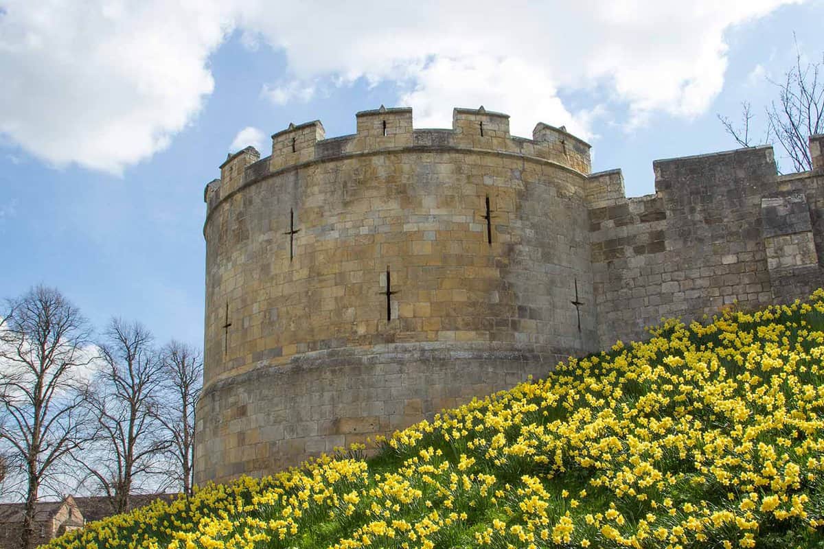 View of York city walls with a bank of daffodils in front
