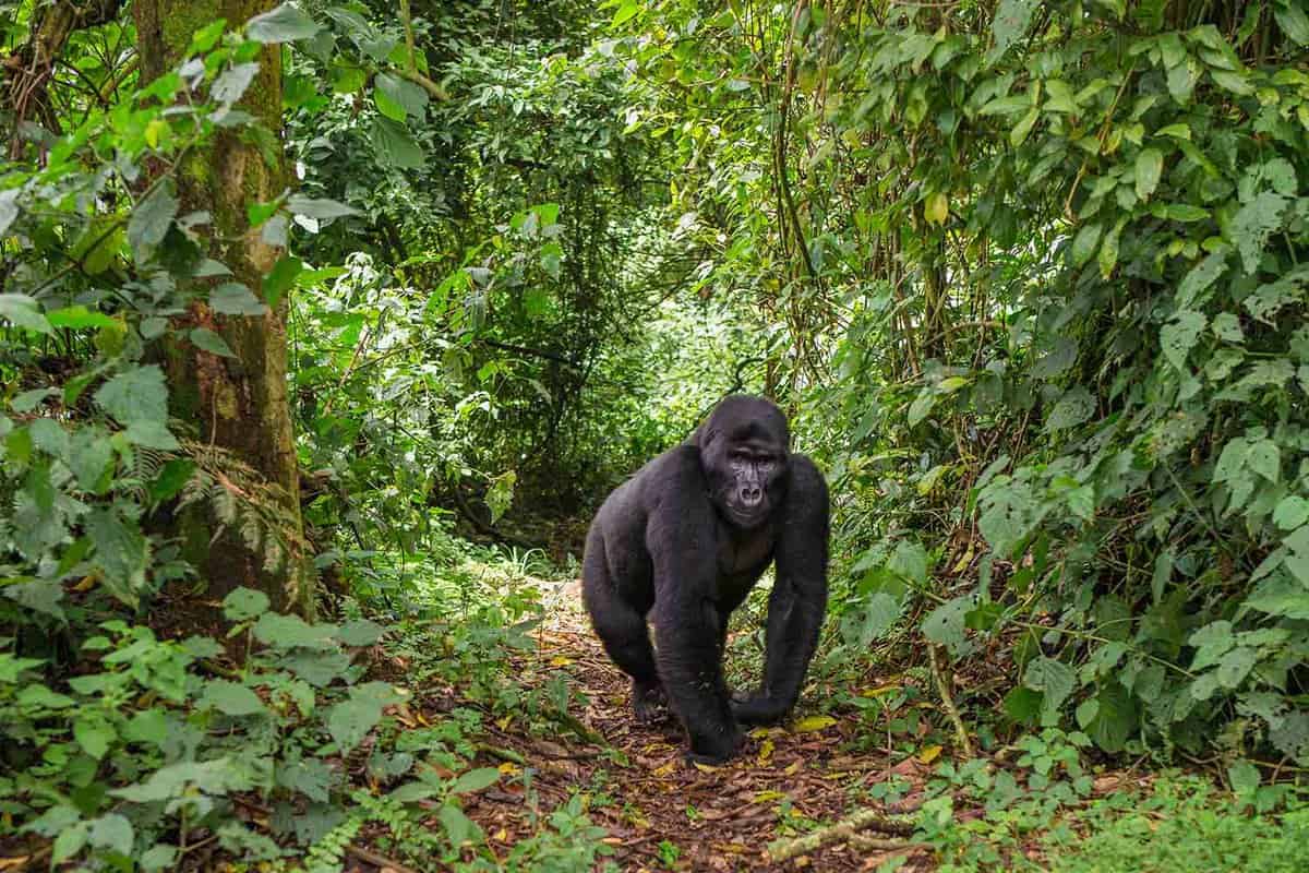 Female gorilla on a forest path