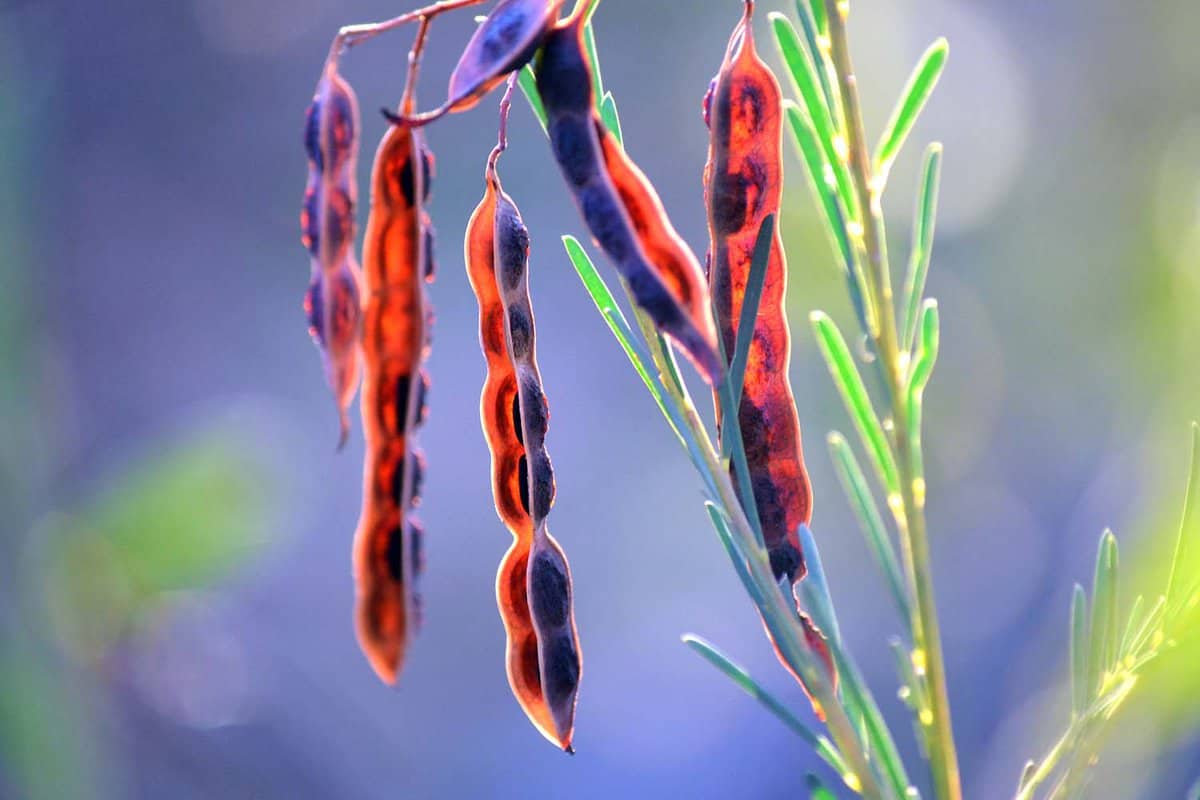 A close up of seedpods growing on a plant.