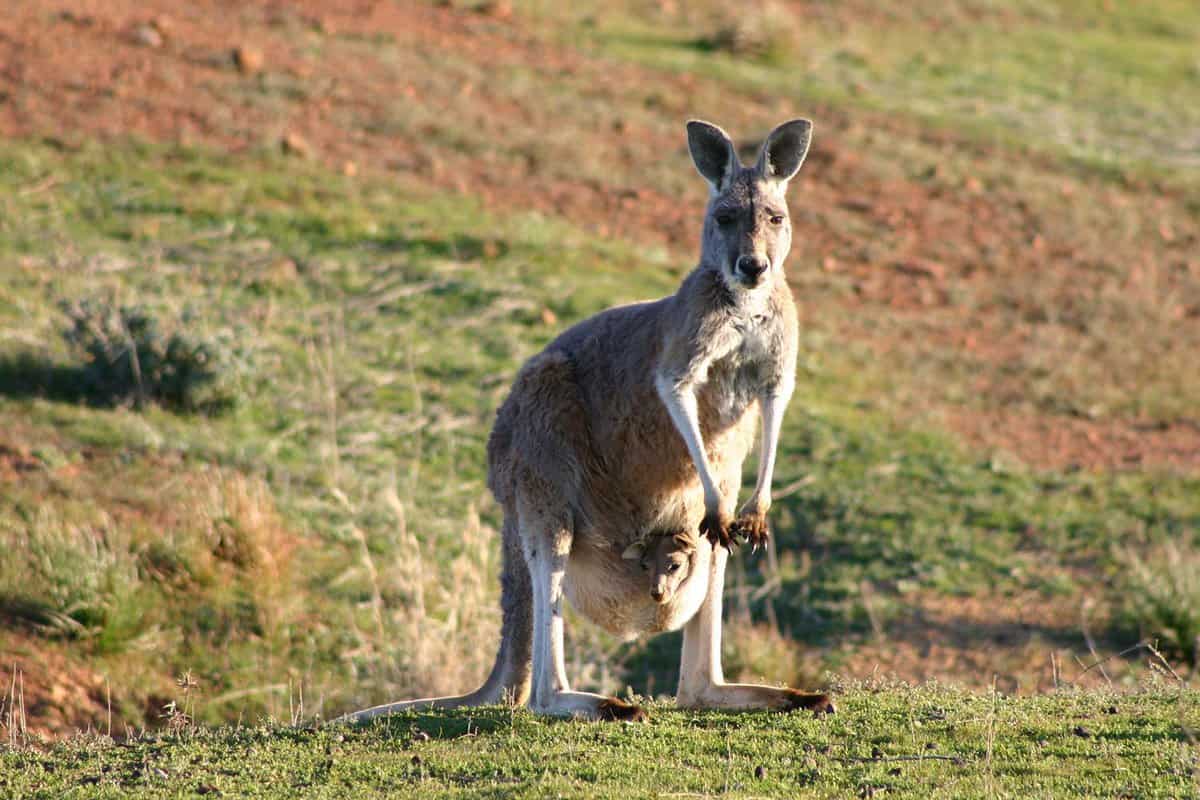 A kangaroo with baby