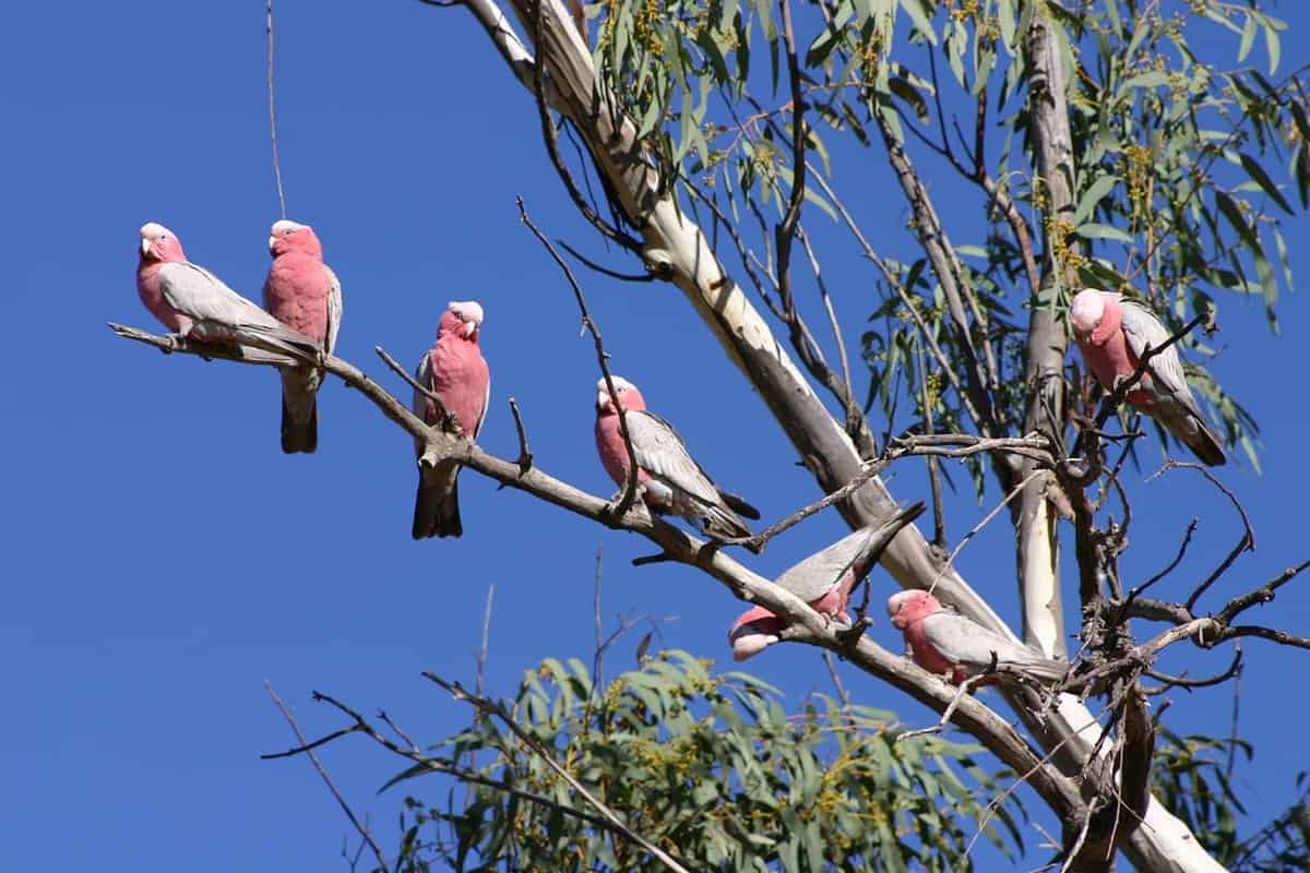 5 birds sat on a branch