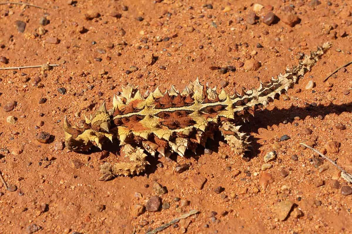 A thorny devil lizard on the desert floor.