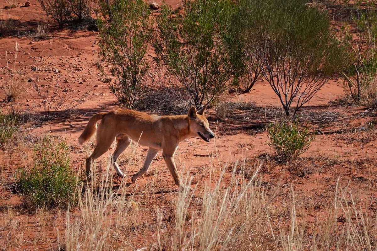Wild dingo in the countryside looking for food.
