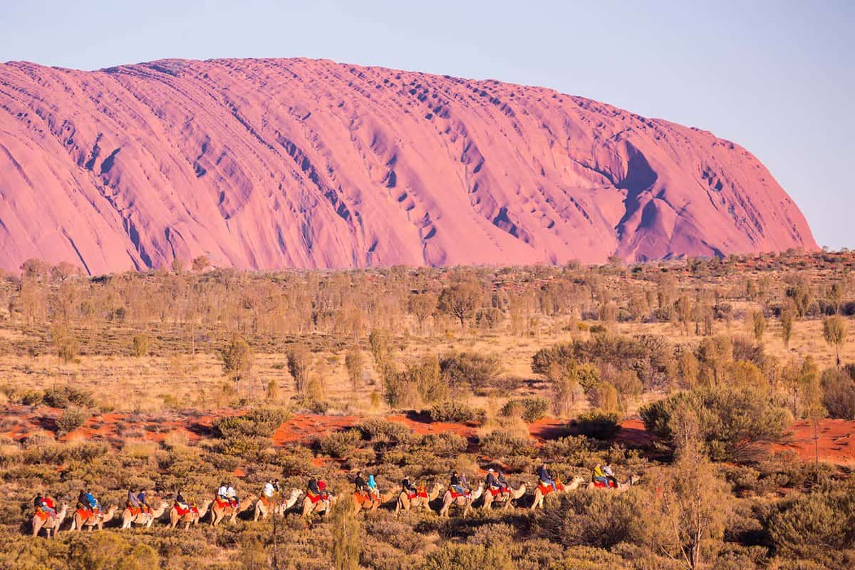 Train of tourists riding on camels on a tour, riding past Uluru