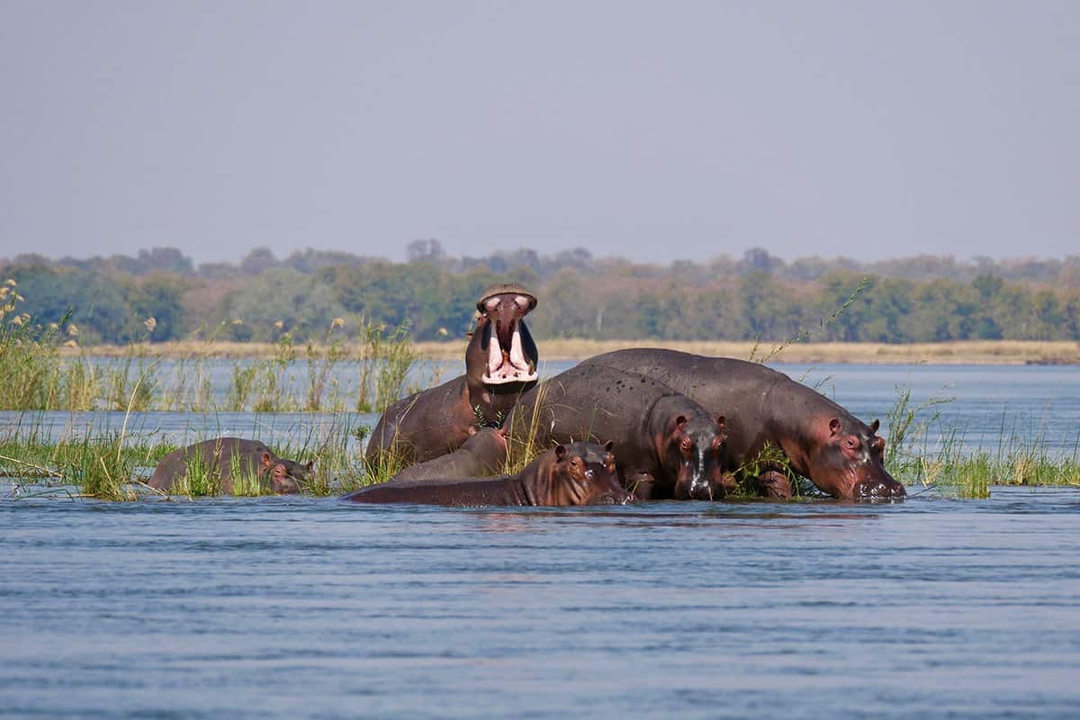 A hippo spotted in the Zambezi