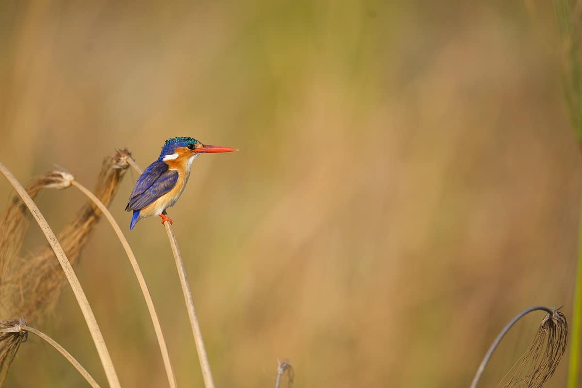 A colourful kingfisher