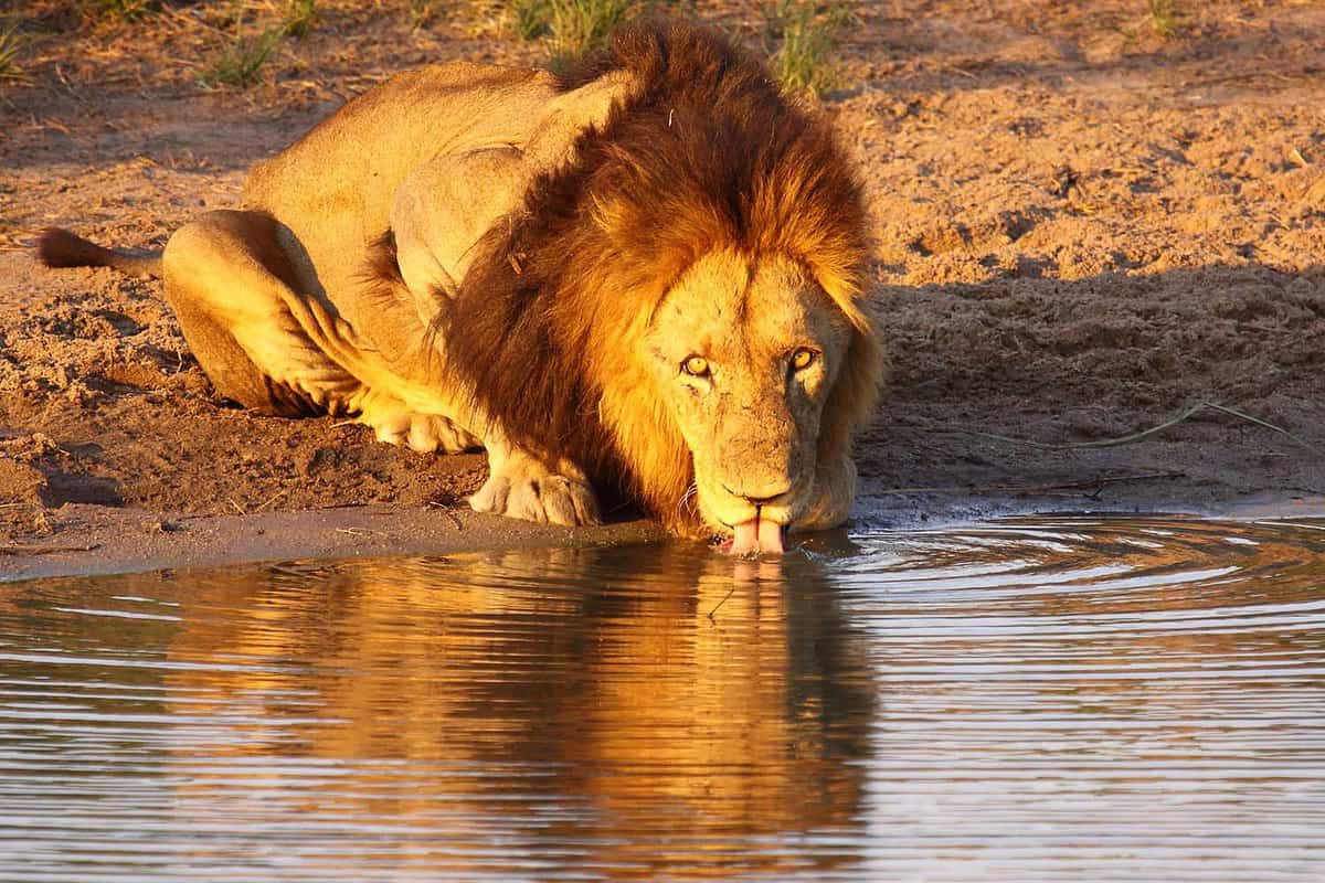 A male lion drinking from the river Zambezi