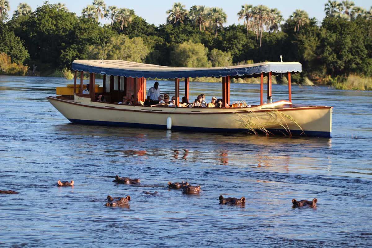A cruise boat surrounded by hippos in the water