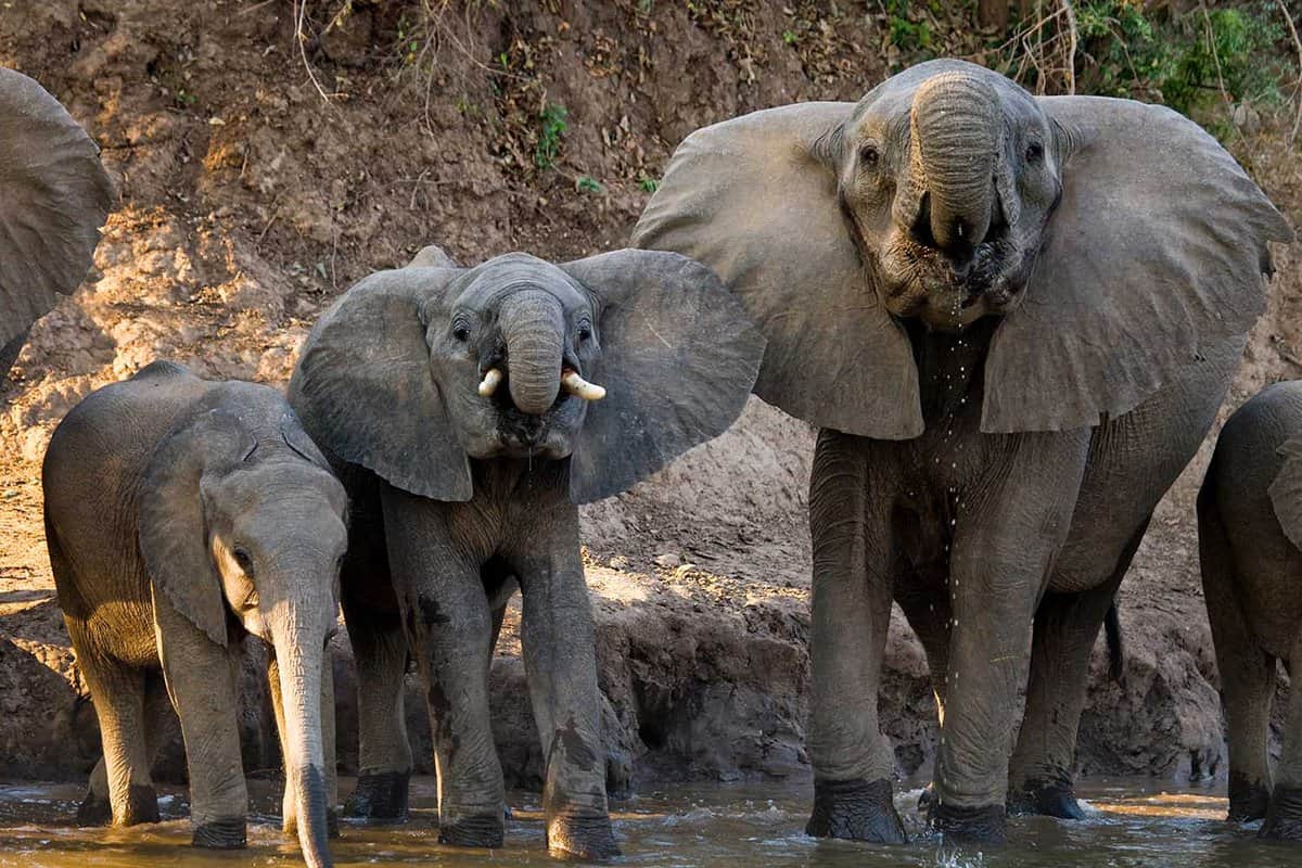 Elephants spotted on the Zambezi
