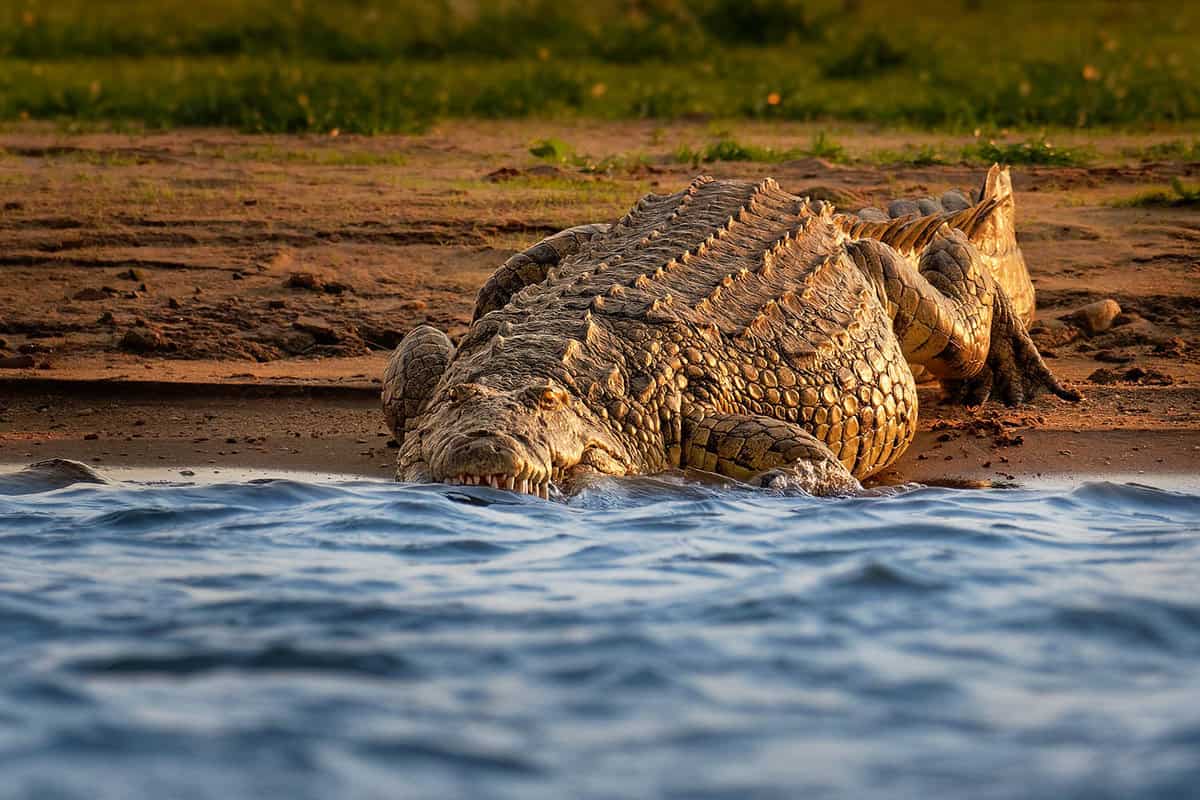 Crocodile spotted on the Zambezi