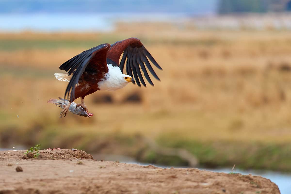 A bird of prey spotted on the Zambezi