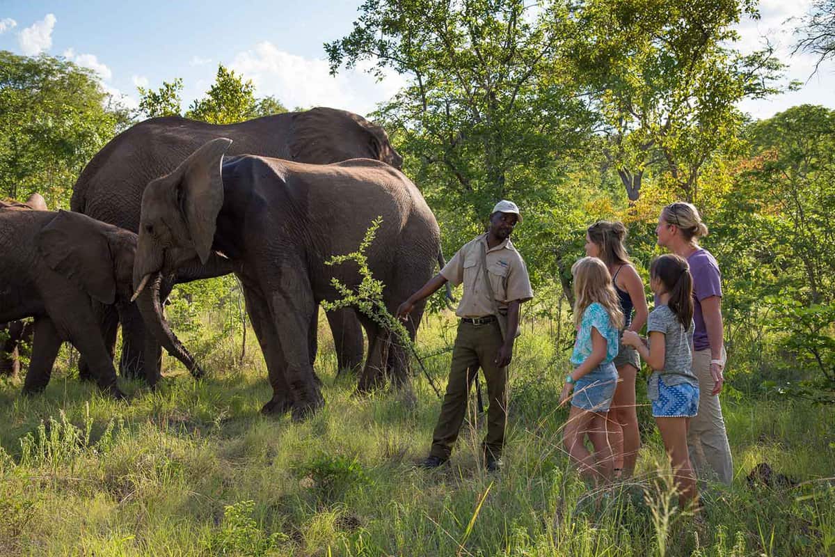 People looking at elephants in the wild in the elephant sanctuary