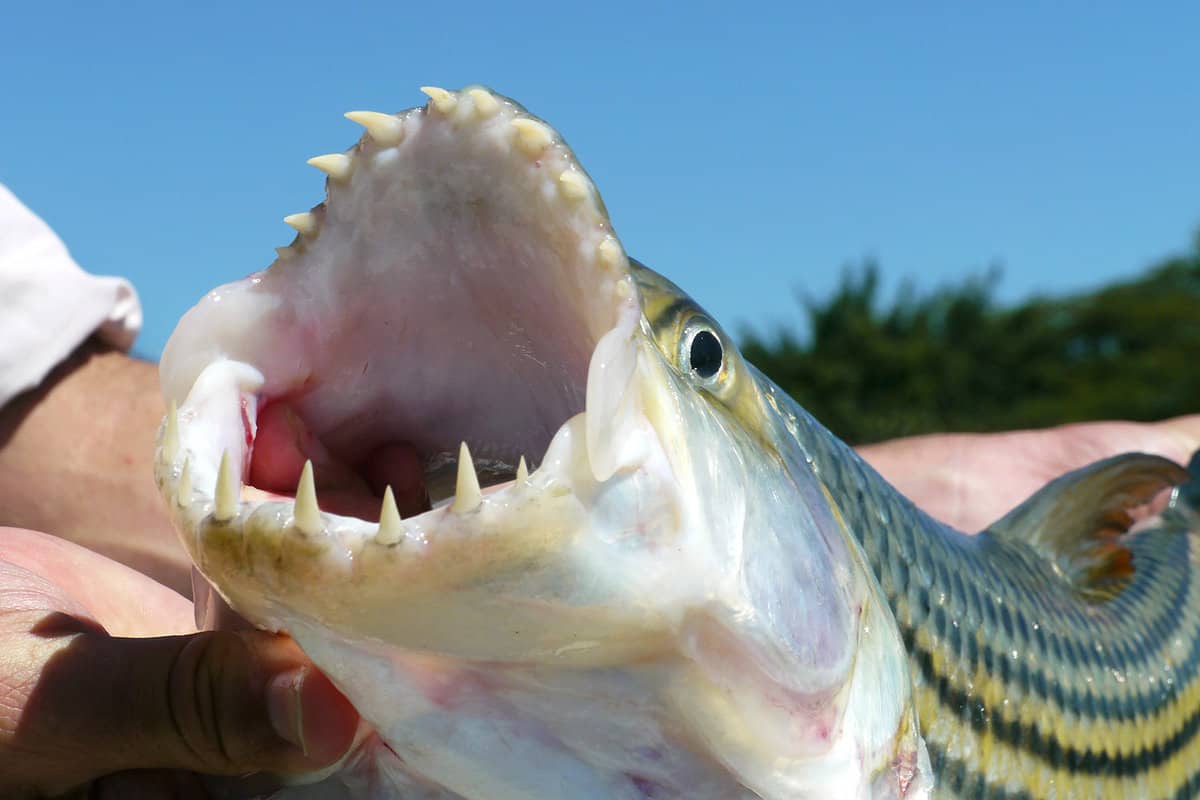Close up of a tiger fish mouth