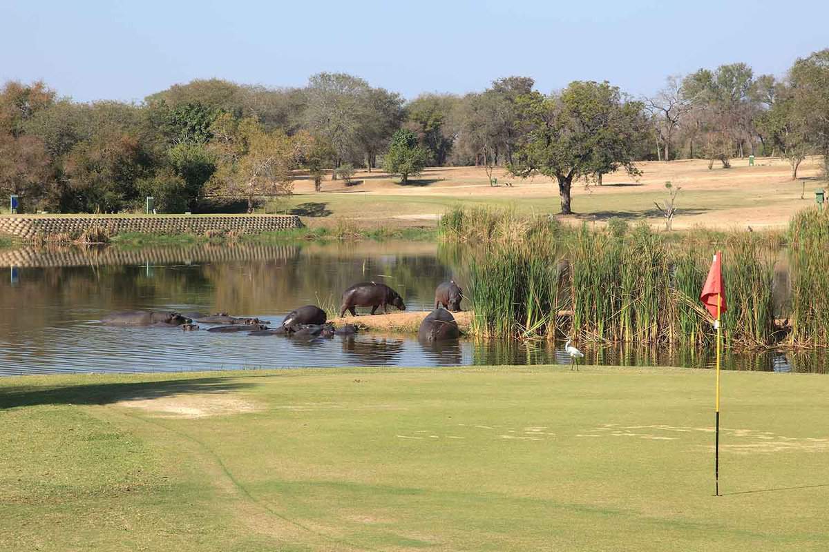 Golf course next to the Zambezi river with hippos in the water