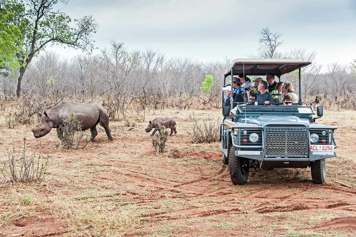 Tourists in safari truck watching White rhino mother and calf