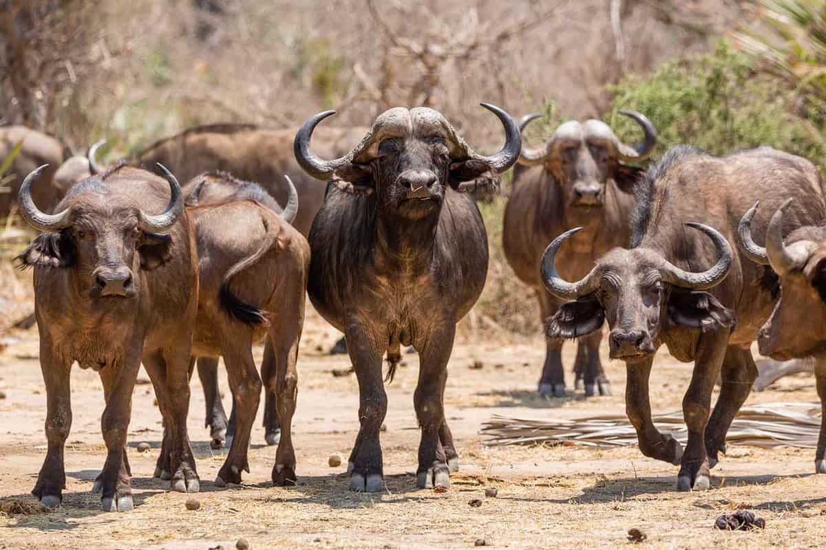 Buffalos in Chobe National Park