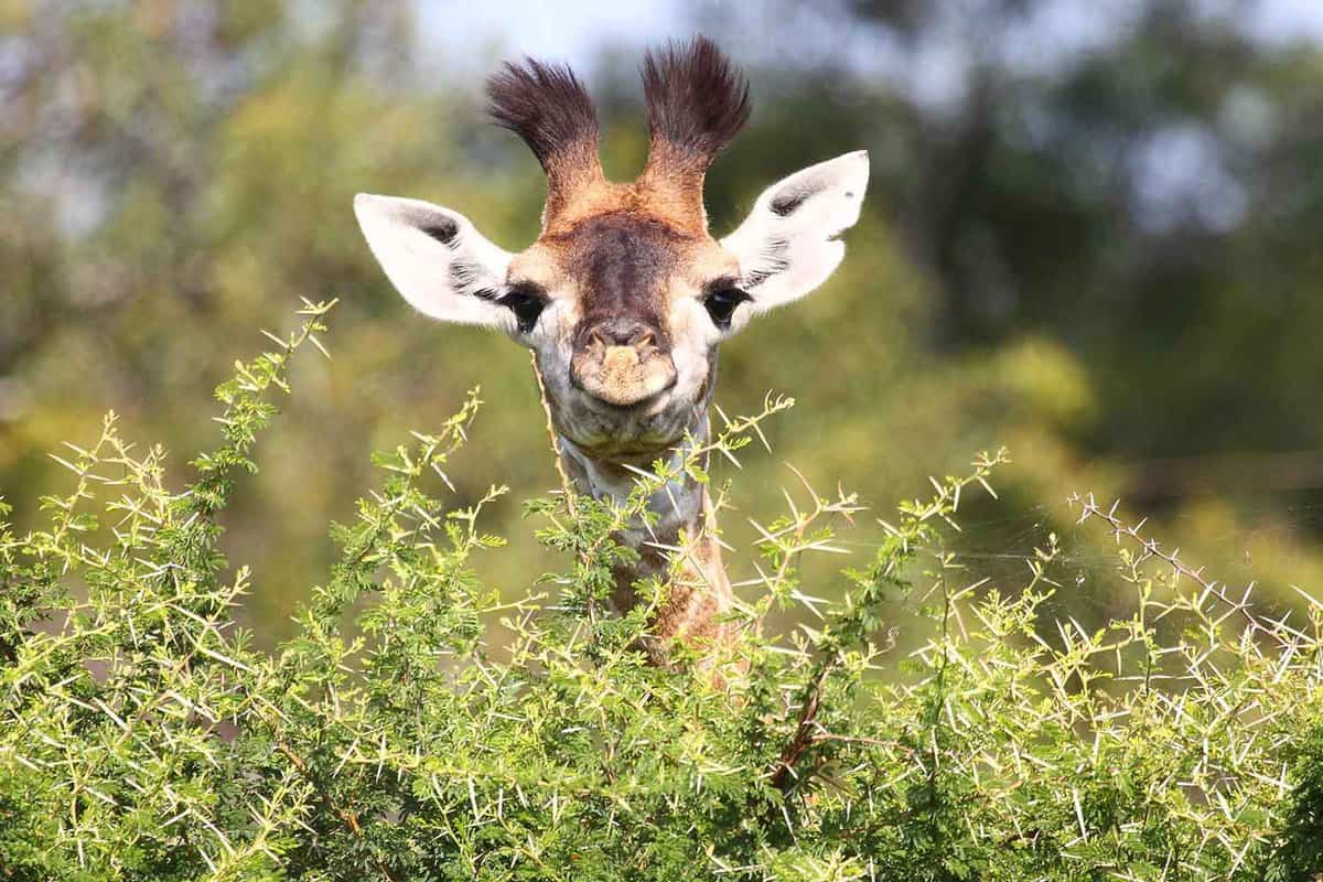 Giraffe spotted on safari