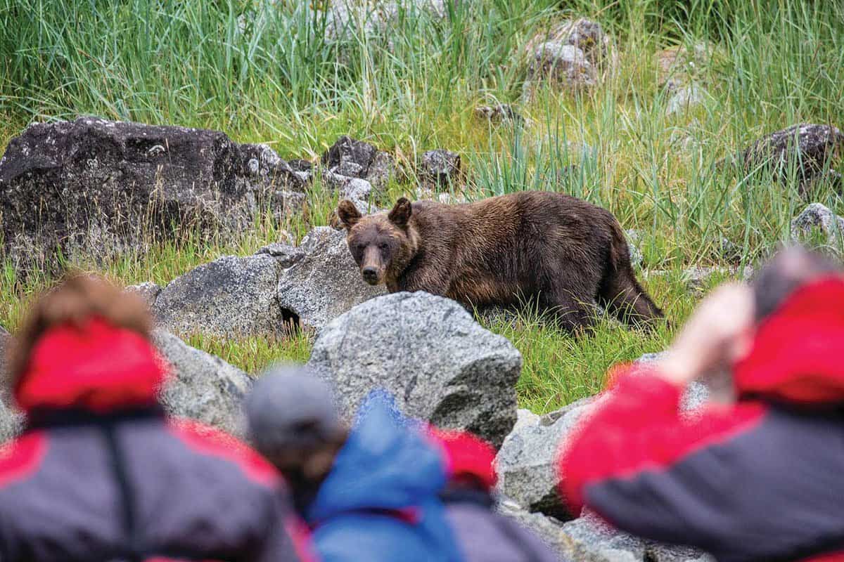 brown bear in background seen through crowd of passanegers