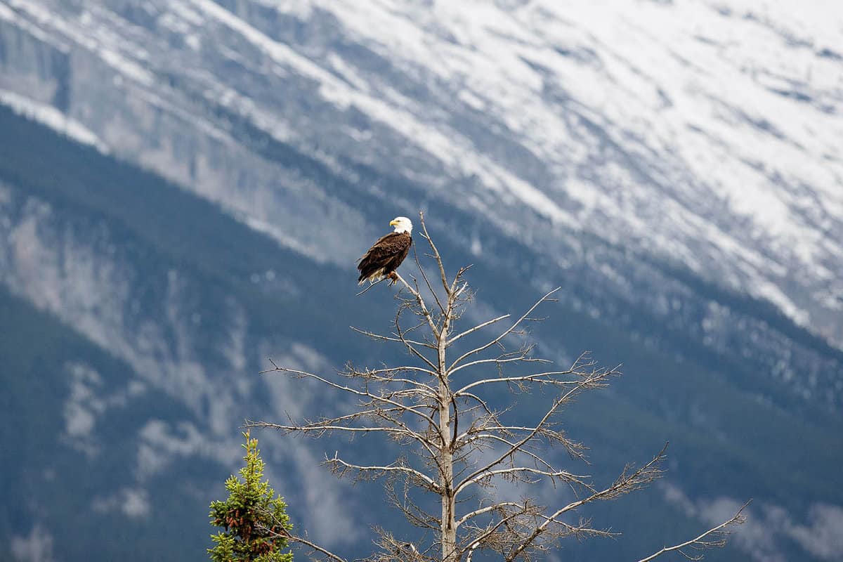 eagle perched on top of a dead tree, mountains behind