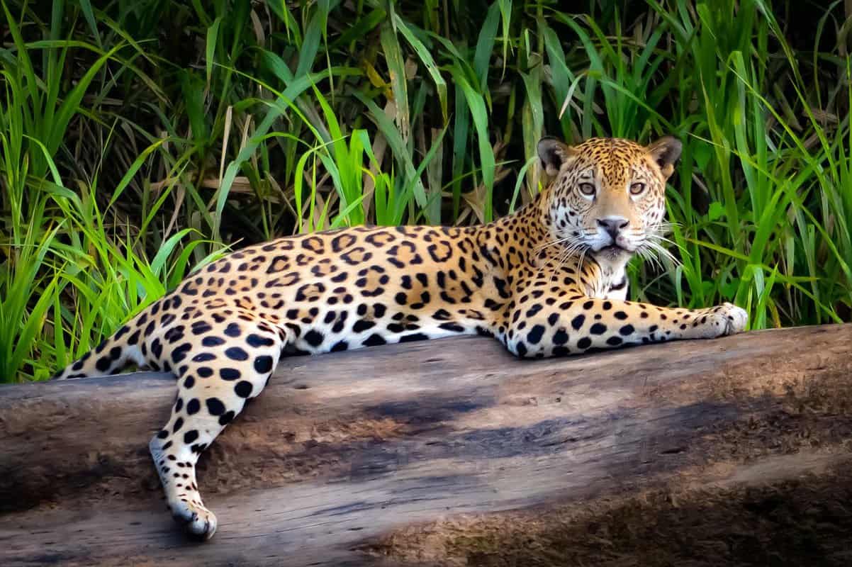 yellow spotted jaguar sitting on a log