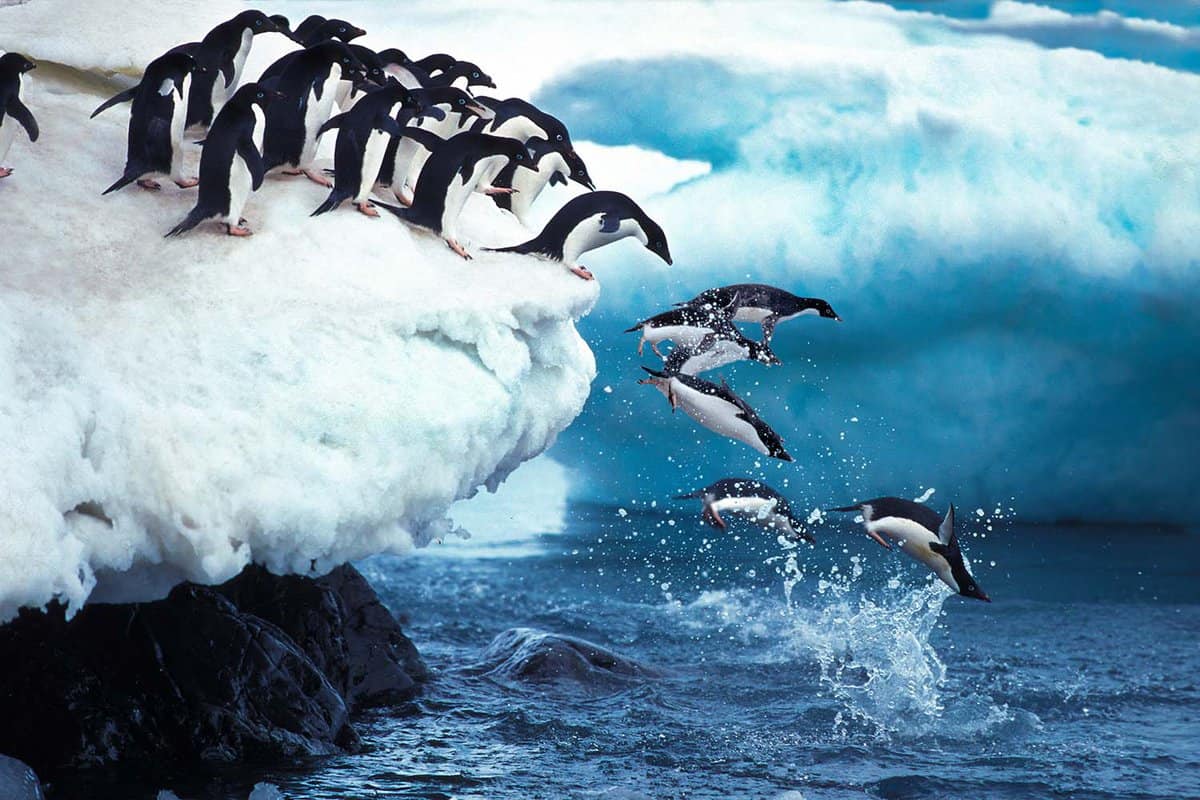 Adelie Penguin Group Leaping into Ocean, Paulet Island in Antarctica