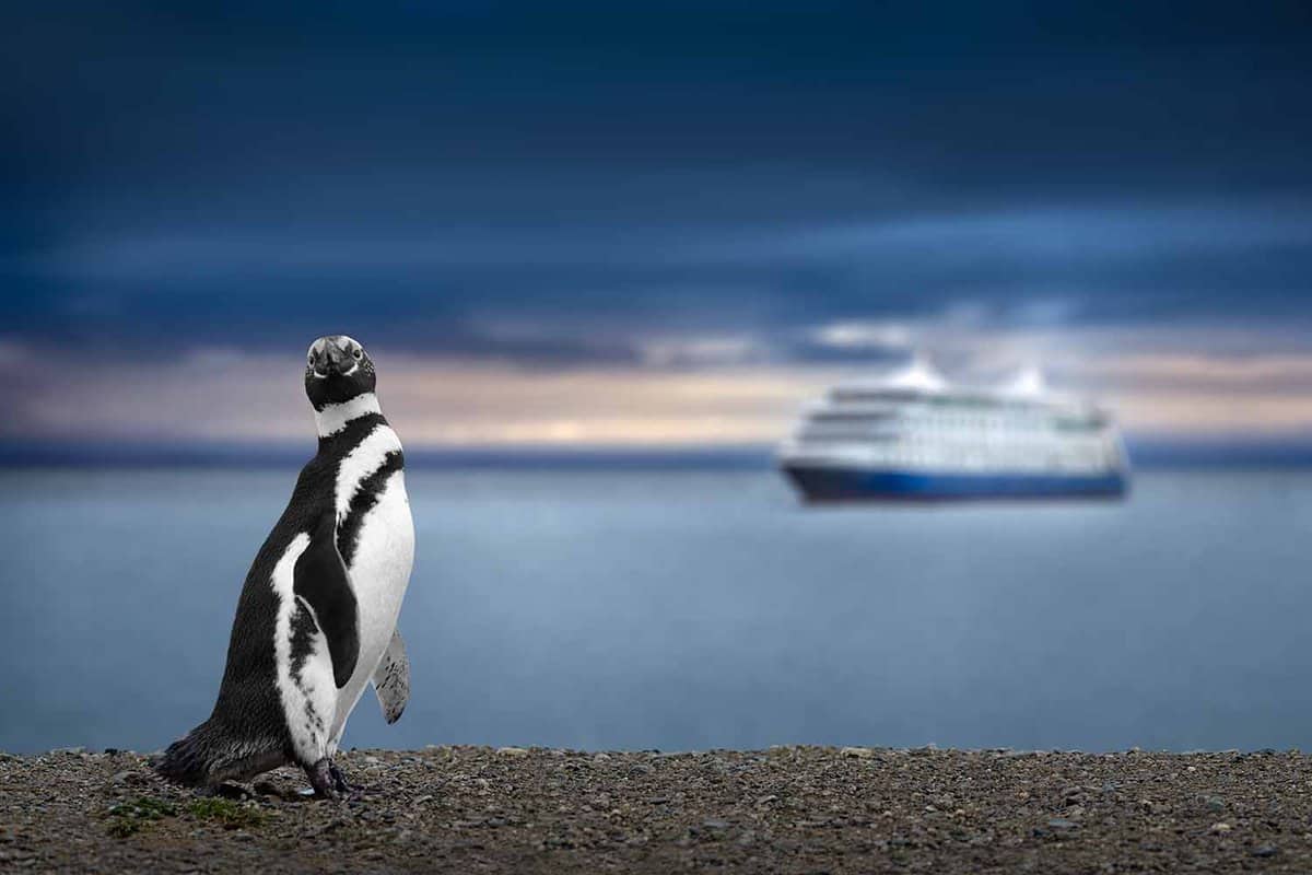 penguin looking at camera with blurred cruise ship behind