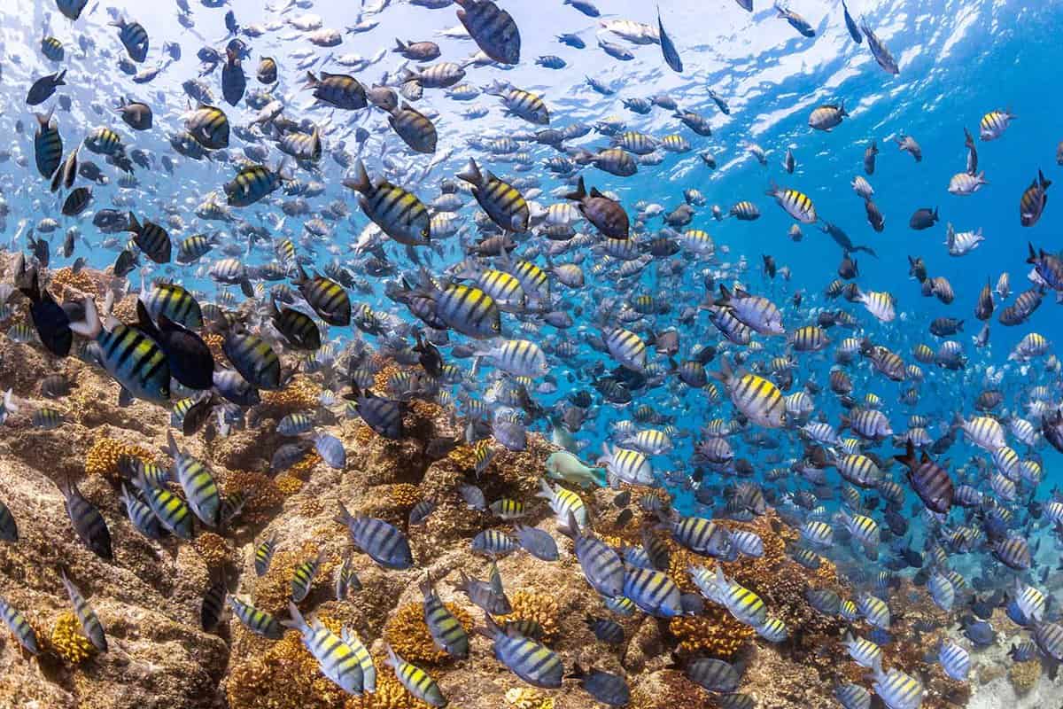 large school of surgeon fish on a reef