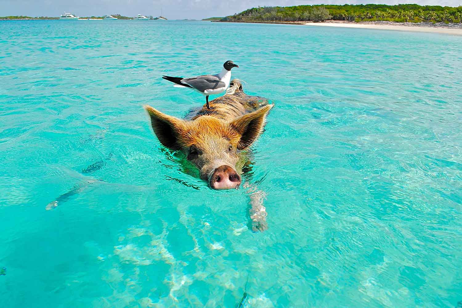 large adult pig swimming towards a boat