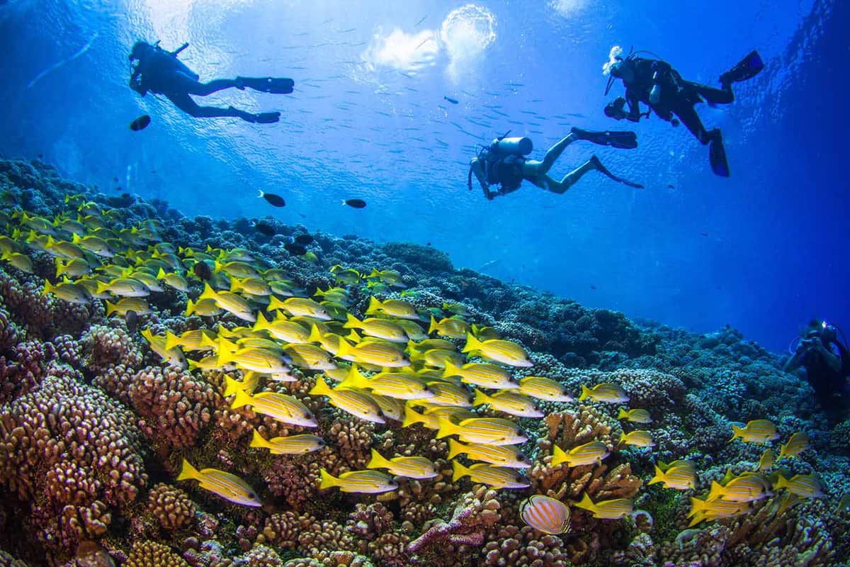 Three divers above a reef covered in yellow fish