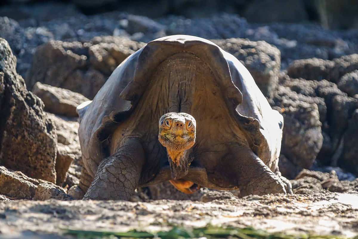 front view of a giant tortoise