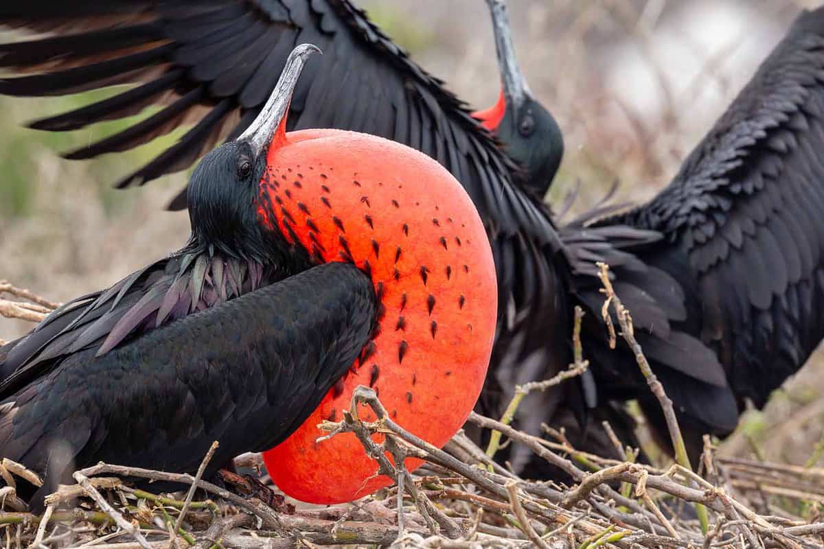birds puffing up their big red chests