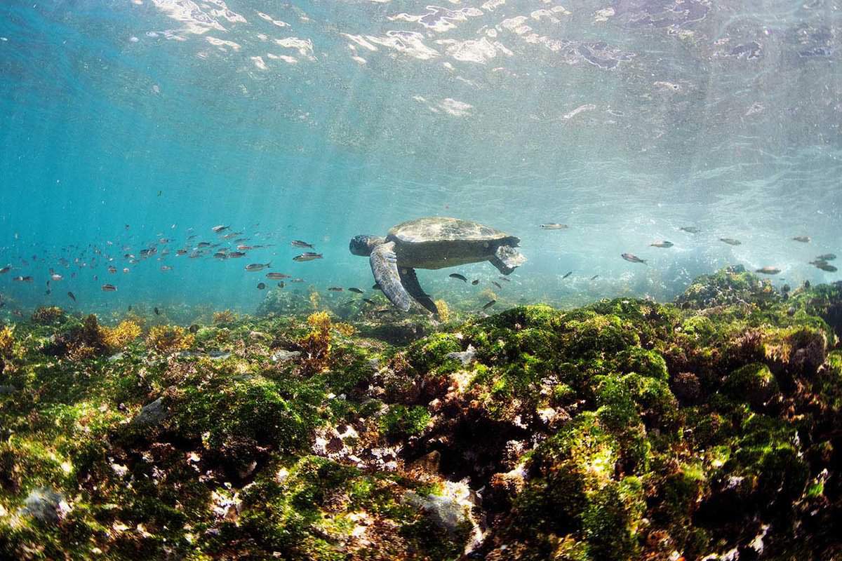 Snorkelling in Elizabeth Bay, Galapagos Islands.