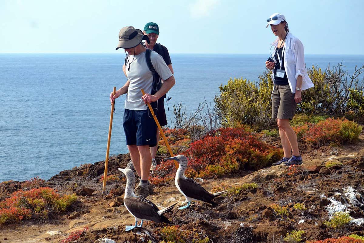 tour group hiking and passing two blue-footed boobys