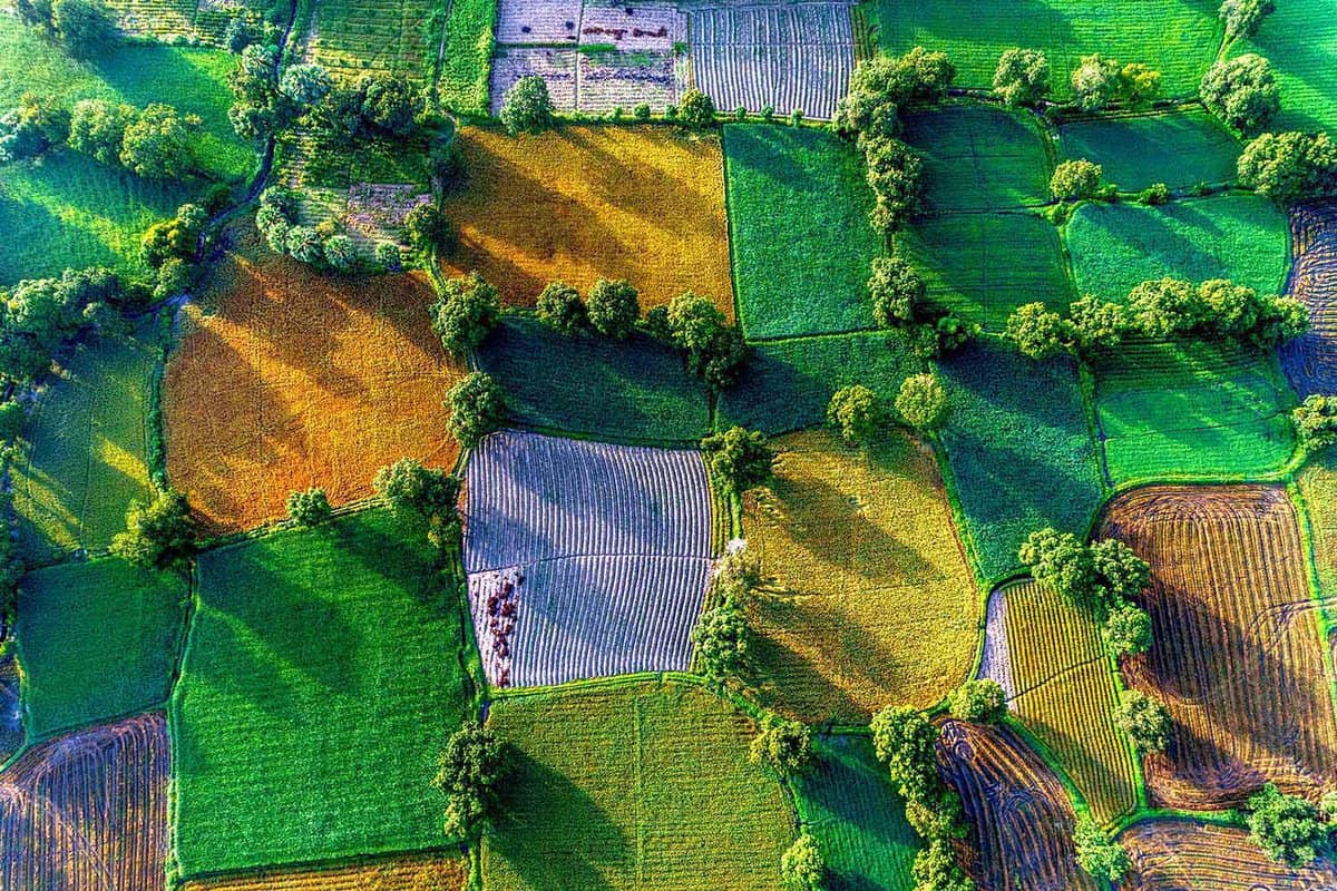 aerial view of colourful rice paddys