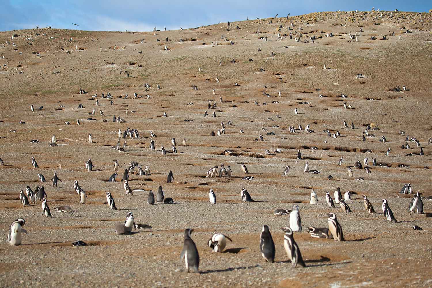 Penguin colony on a barren brown landscape